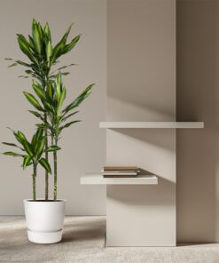 Dracaena Cintho - 160 Cm - Ø24 - Afbeelding 4