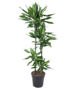 Dracaena Cintho - 150 Cm - Ø27