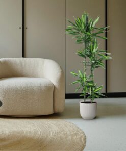 Dracaena Cintho - 150 Cm - Ø27 - Afbeelding 4