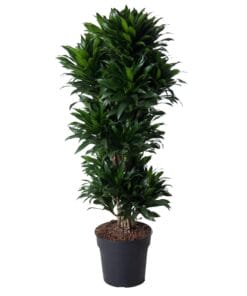 Dracaena Compacta Vertakt - 140 Cm - Ø31