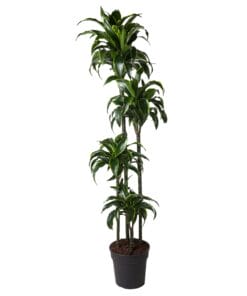 Dracaena Dorado - 170 Cm - Ø27
