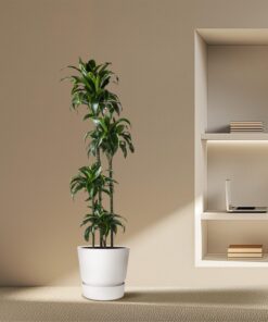 Dracaena Dorado - 170 Cm - Ø27 - Afbeelding 4