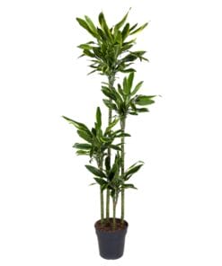 Dracaena Golden Coast - 170 Cm - Ø27