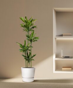 Dracaena Golden Coast - 170 Cm - Ø27 - Afbeelding 4