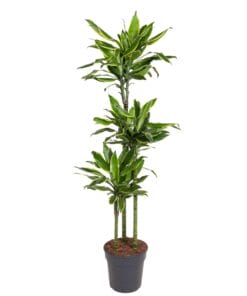 Dracaena Golden Coast - 160 Cm - Ø24