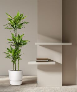 Dracaena Golden Coast - 160 Cm - Ø24 - Afbeelding 4