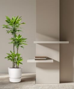 Dracaena Golden Coast - 140 Cm - Ø27 - Afbeelding 4