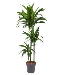 Dracaena Janet Craig - 150 Cm - Ø24