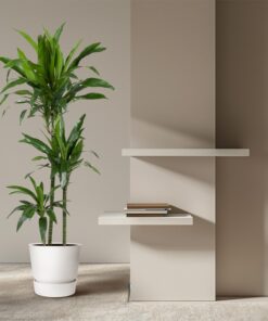 Dracaena Janet Craig - 150 Cm - Ø24 - Afbeelding 4