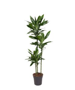 Dracaena Janet Lind - 150-160 Cm - Ø24