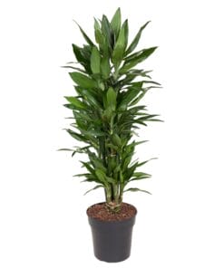 Dracaena Janet Lind Vertakt - 110 Cm - Ø27