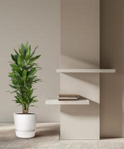 Dracaena Janet Lind Vertakt - 110 Cm - Ø27 - Afbeelding 4