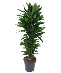 Dracaena Janet Lind Vertakt - 120 Cm - Ø27