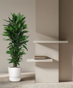 Dracaena Janet Lind Vertakt - 120 Cm - Ø27 - Afbeelding 4