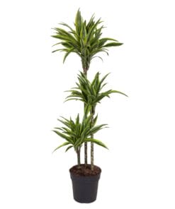 Dracaena Lemon Lime - 130 Cm - Ø24