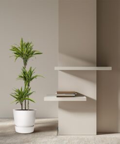 Dracaena Lemon Lime - 130 Cm - Ø24 - Afbeelding 4