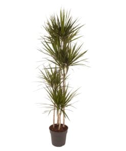 Dracaena Marginata - 180 Cm - Ø27