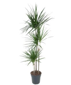 Dracaena Marginata - 160 Cm - Ø24
