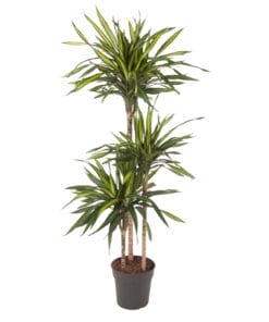 Dracaena Riki - 140 Cm - Ø24