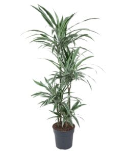 Dracaena Warneckei - 145 Cm - Ø30