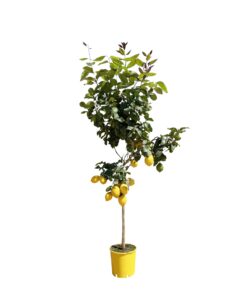 Citroenboom - 150 Cm - Ø24