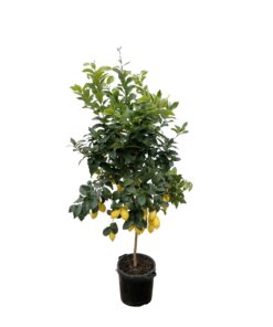 Citrus Lemon - 200Cm - Ø40
