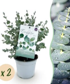 Eucalyptus Boom - Eucalyptus Gunni  - Grijs - 2 Planten - Winterhard - Pot 14Cm Hoogte 30Cm