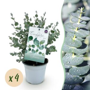 Eucalyptus – geurende boom met blauwgroene bladeren – pot 14 cm, ±30 cm