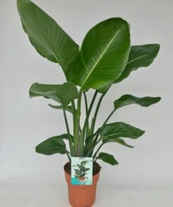 Strelitzia Nicolai - Ø19Cm - ↕95Cm
