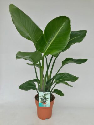 Strelitzia Nicolai - Ø19Cm - ↕95Cm