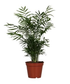 Chamaedorea Elegans - Ø17Cm - ↕55Cm