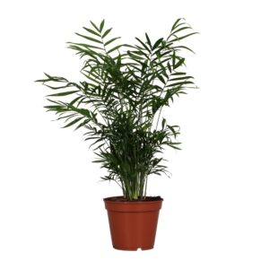 Chamaedorea Elegans - Ø17Cm - ↕55Cm
