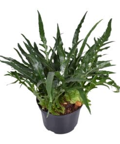 Aglaomorpha Coronans - Ø23Cm - ↕60Cm