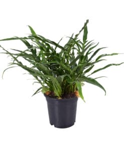 Aglaomorpha Coronans - Ø17Cm - ↕45Cm