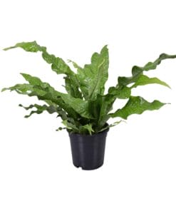 Microsorum Diversifolium - Ø17Cm - ↕45Cm