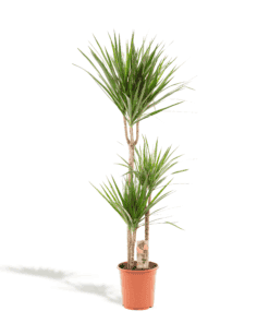 Dracaena Marginata