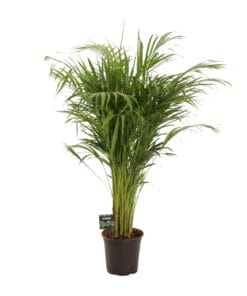 Dypsis Lutescens - Ø21Cm - ↕110Cm