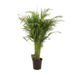 Bamboepalm (Dypsis lutescens) – slanke kamerpalm – ±21 cm