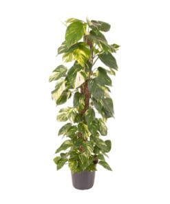 Epipremnum Pinnatum - Ø24Cm - ↕120Cm