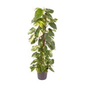 Epipremnum Pinnatum – makkelijke hangende kamerplant – ±24 cm