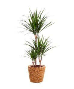Dracaena Marginata - Ø21Cm - ↕95Cm