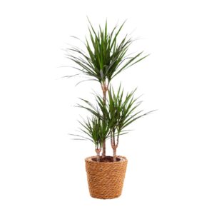 Dracaena Marginata – Drakenboom – makkelijke kamerplant – ±21 cm