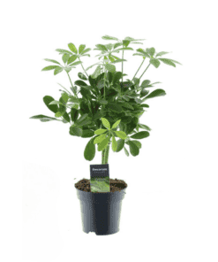 Schefflera Compacta Nora - Ø14Cm - ↕50Cm