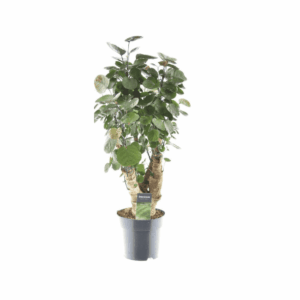 Polyscias Fabian – luchtige boomvorm met ronde bladeren – ±17 cm