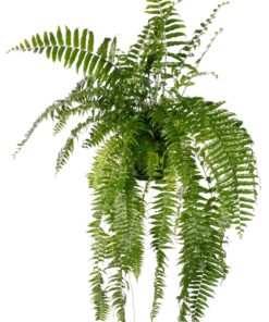 Nephrolepis Macho - Ø20Cm - ↕100Cm