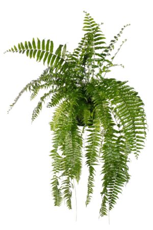 Nephrolepis Macho - Varen – grote, weelderige kamerplant – ±20 cm
