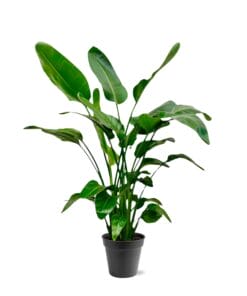 Strelitzia Nicolai - 140 - 150Cm - Ø24