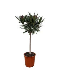 Nerium Oleander Op Stam Met Roze Bloem - 90Cm - Ø22