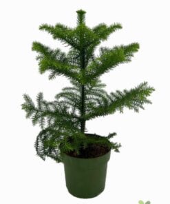 Araucaria - Ø14Cm - ↕38Cm