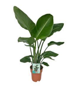 Strelitzia Nicolai - Paradijsvogelplant - Ø19Cm - ↕90Cm